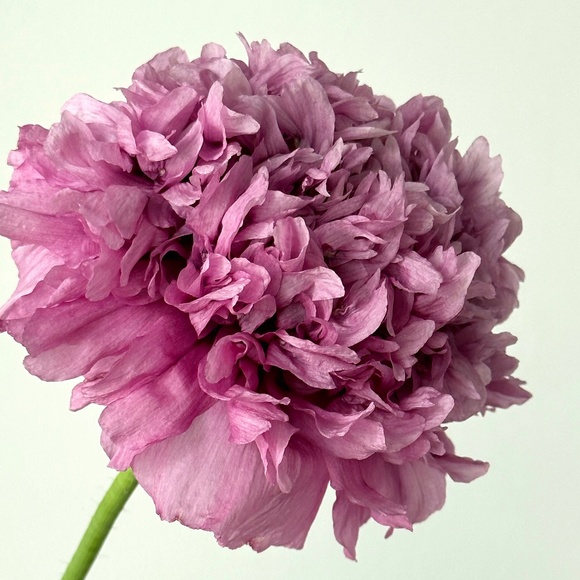 Meet your Posher, Subhashni - Picture 1 of 1